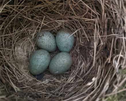 Eggs in Blackbird nest